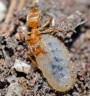 Mravenec žlutý<br>Lasius flavus<br>Místo: Kvilda<br>Datum pořízení: 7.6.2015
