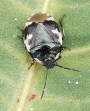 Hrabulka dvojbarevná<br>Tritomegas bicolor<br>Místo: Jesení (PP)<br>Datum pořízení:<br>17.4.2011