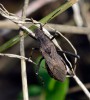 Nohatěnka obecná<br>Alydus calcaratus<br>Místo: Hodonice<br>Datum pořízení: 9.8.2014