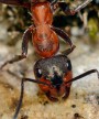 Mravenec lesní<br>Formica rufa<br>Místo: Tábor Pacova hora<br>Datum pořízení: 16.5.2015