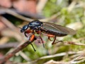 Bibio nigriventris<br>Místo: Kvilda<br>Datum pořízení: 10.5.2015