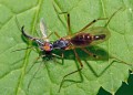 Neria cibaria<br>Místo: Stříbrné Hutě<br>Datum pořízení: 31.5.2015