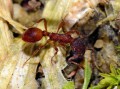Mravenec žahavý<br>Myrmica rubra<br>Místo: Kvilda<br>Datum pořízení: 21.6.2015