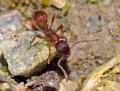 Mravenec žahavý<br>Myrmica rubra<br>Místo: Kvilda<br>Datum pořízení: 21.6.2015