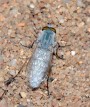 Acrosathe annulata<br>Místo: Písečná duna u Vlkova (PR)<br>Datum pořízení: 4.8.2015
